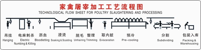 高自動(dòng)化屠宰設(shè)備家禽屠宰加工工藝流程（圖）